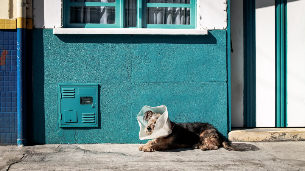 Perro con collar isabelino