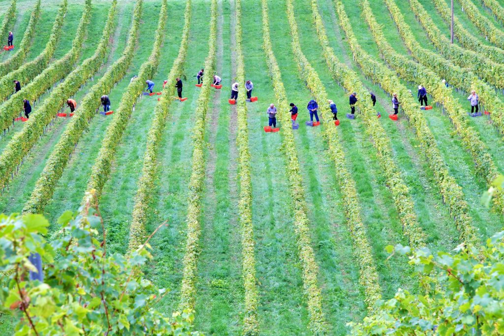 Trabajadores del campo